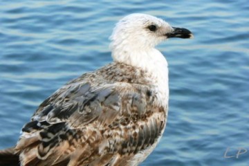 medium_Oiseaux_blancs_de_St_Laurent_PhotoLP_12_.JPG