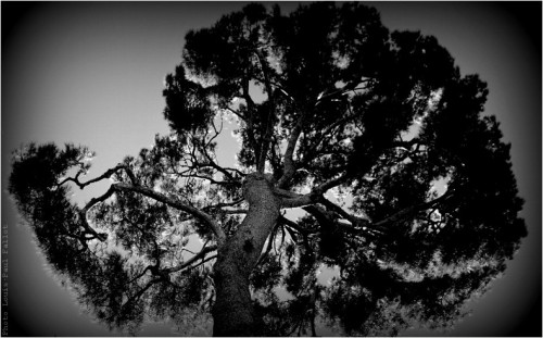 L'arbre du Haut de Cagnes-PhotosLP Fallot (2).jpg