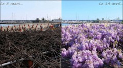 Glycine à San Remo-PhotosLP Fallot (1).jpg