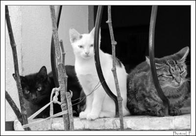 Les chats-PhotosLP Fallot.jpg