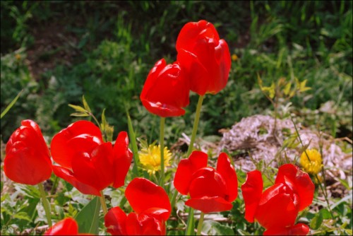 Tulipes-Méailles-Avril 2011-PhotosLP Fallot (4).jpg