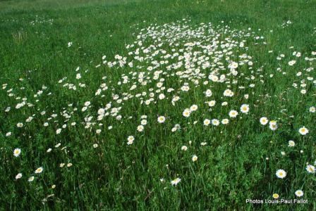 LES FLOCONS DU PRINTEMPS-PhotosLP FALLOT-2009 - Copie.JPG