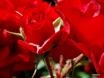 Fleurs rouges -PhotosLP Fallot (2).JPG