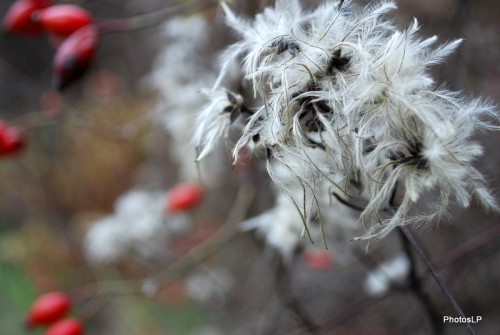 Automne- Haute-Provence- Novembre 2009-PhotosLP Fallot (8).JPG