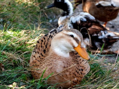 Canards au bord du Loup-PhotosLP Fallot (2).jpg