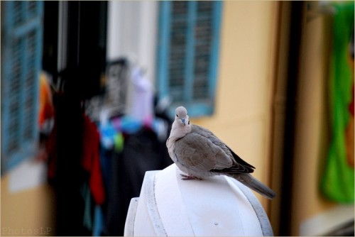 Le conseil du pigeon-PhotosLP-2011.jpg