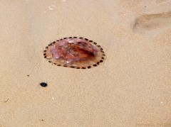 Une méduse sur la plage-PhotosLP Fallot.jpg