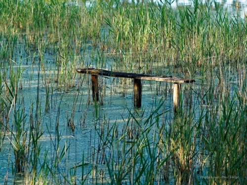 le banc des marais_Photo LP Fallot.jpg