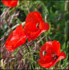 Coquelicots-PhotosLP Fallot.jpg