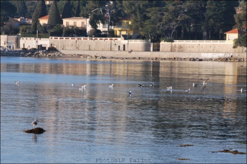 photo,plage des ondes,cap d'antibes,méditerranée