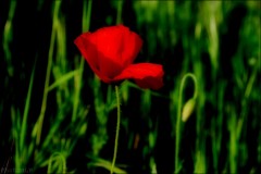 Le 1er coquelicot-PhotosLP Fallot (4).jpg