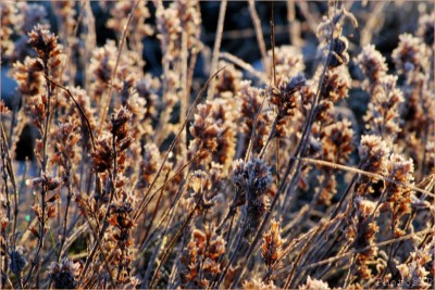 Col de Vence le 1er janvier 2011-PhotosLP Fallot (9).jpg