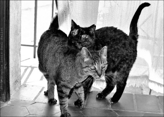 Les chats maison de Méailles-PhotosLP Fallot.jpg