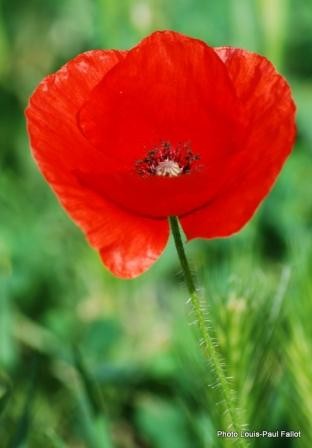 Coquelicot 2009-PhotosLP_BlogLP.JPG