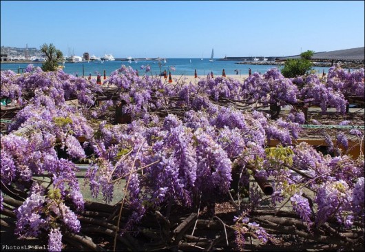 Glycine à San Remo-PhotosLP Fallot (2).jpg