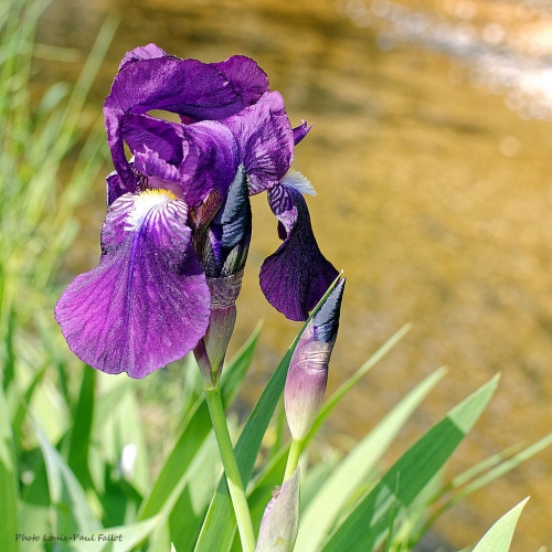 L'Iris-Photo Louis-Paul Fallot.jpg