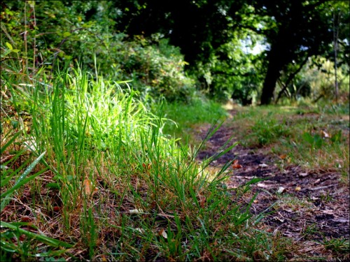 Sur les chemins de Kerguilloté- 1-PhotosLP Fallot     (7).jpg