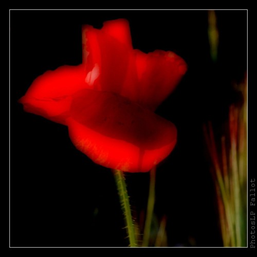 Le 1er coquelicot-PhotosLP Fallot (1).jpg