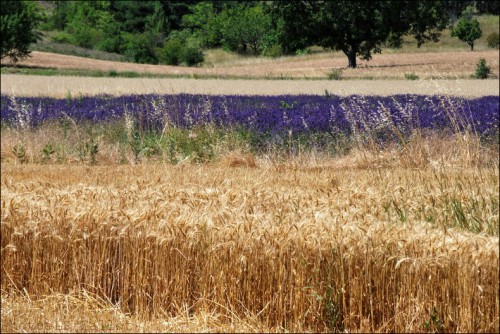 Vers Banon-PhotosLP Fallot-2011 (9).jpg