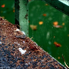 Le long du Canal St Martin-Série couleur-PhotosLP Fallot (6).jpg