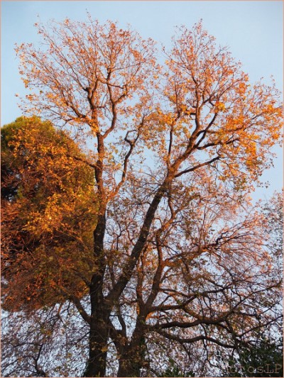 arbre,cagnes sur mer,soleil,hiver