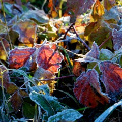 Automne en Haute Provence-PhotosLP Fallot -Série 2.jpg