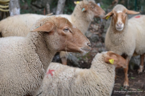 artgriculture,une oeuvre pour la planète,saint paul de vence,kiki giuliana