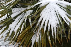 Palmiers sous la neige à Nice-PhotosLP Fallot.jpg