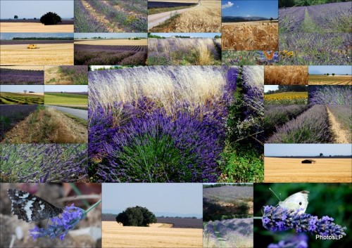 PROVENCE 16 JUILLET 2009.JPG