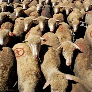 fos sur mer,fête de la crau,transhumance,photo