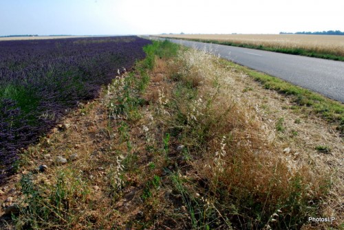 Sur la route de la lavande-Photo Louis-Paul Fallot.JPG