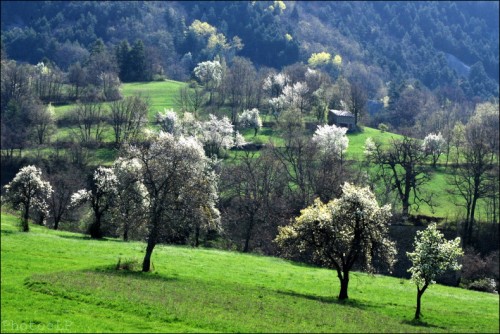 Après l'hiver-PhotosLP Fallot-Avril 2011.jpg