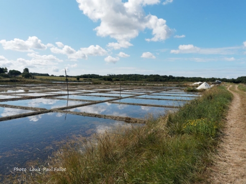 saline,mesquer,sel,kerguilloté