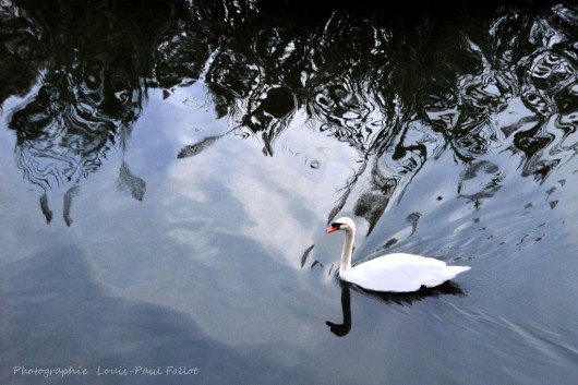 Le cygne-PhotosLP Fallot.JPG