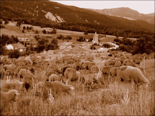 transhumance,méailles,photo