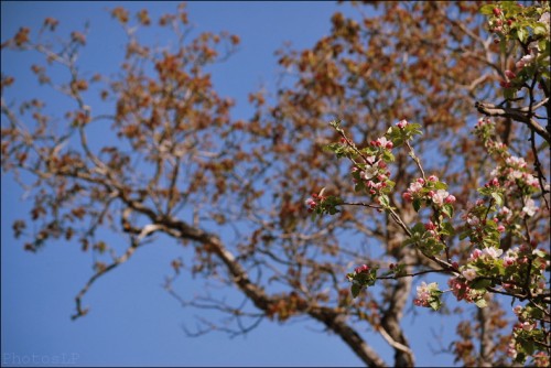victor hugo,haute-provence,photo,printemps,méailles,annot,arbre