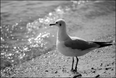 Les oiseaux blancs-PhotosLp.jpg