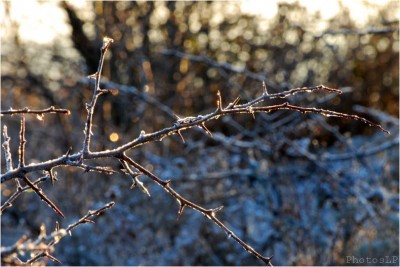 Col de Vence le 1er janvier 2011-PhotosLP Fallot .jpg