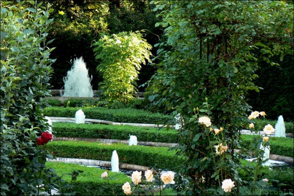 Élysée,jardin,rose,photo
