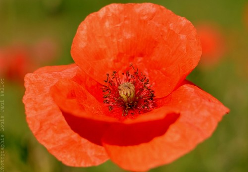 Coquelicot-PhotosLP Fallot.jpg