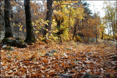 Automne 2010 HP-PhotosLP Fallot .jpg