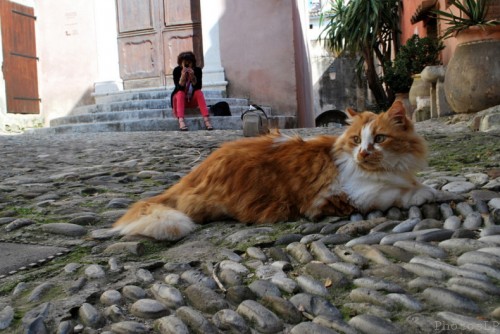 chat,photo,haut de cagnes