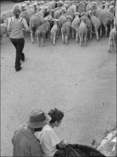 transhumance,méailles,photo