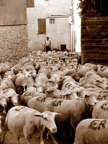 Moutons dans le village-PhotosLP Fallot (14).jpg