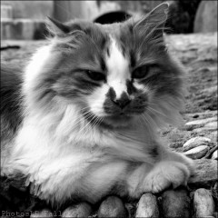 chat,photo,haut de cagnes