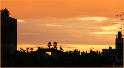 Le pigeon du petit matin-PhotosLP-2008.jpg