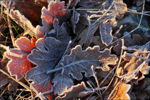 Col de Vence le 1er janvier 2011-PhotosLP Fallot (6).jpg