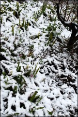 Neige à Nice-PhotosLP Fallot.jpg