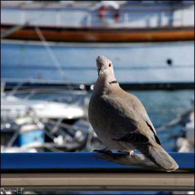 Villefranche sur Mer-PhotosLP Fallot (5).jpg