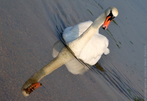 Un cygne avance sur l'eau-PhotosLP Fallot (2).jpg